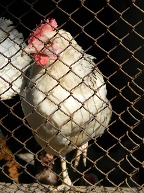 湖人胜火箭 湖人胜火箭