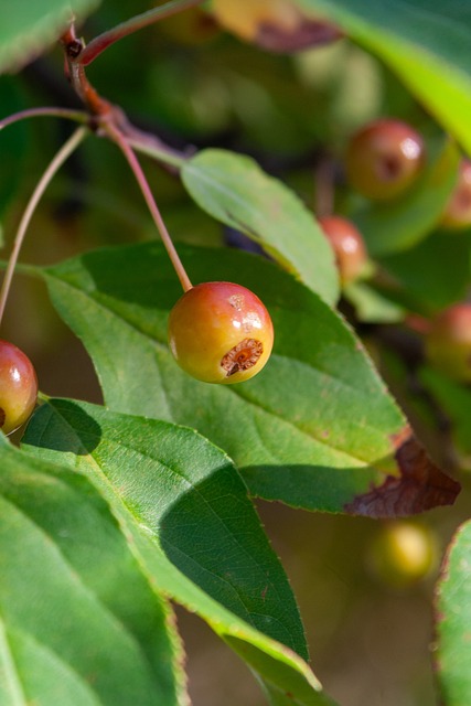使得伊万在 使得伊万在